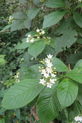 Eumachia microdon