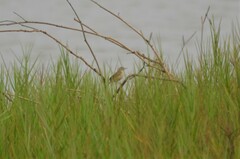 Cisticola