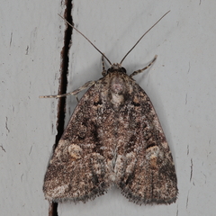 Euplexia augens