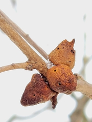Disholcaspis bassetti