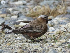 Leucosticte tephrocotis tephrocotis