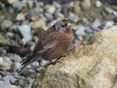 Leucosticte tephrocotis littoralis × tephrocotis