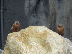Leucosticte tephrocotis tephrocotis