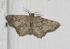 Hypagyrtis piniata