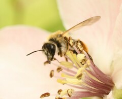 Andrena gravida