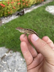 Anolis sagrei
