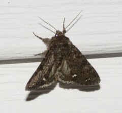 Melanchra pulverulenta