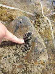 Brachidontes rostratus