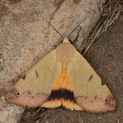 Ophiusa tirhaca