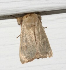 Leucania pseudargyria