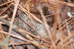 Haliaeetus leucocephalus