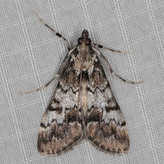 Paschiodes mesoleucalis