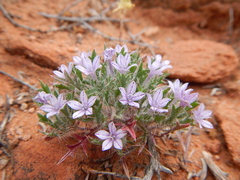 Langloisia setosissima