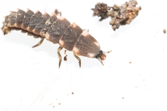 Lampyris fuscata