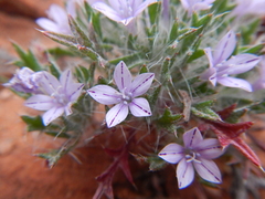 Langloisia setosissima
