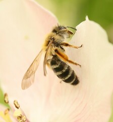 Andrena gravida