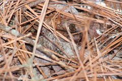 Haliaeetus leucocephalus