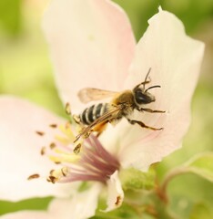 Andrena gravida