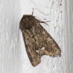 Melanchra pulverulenta