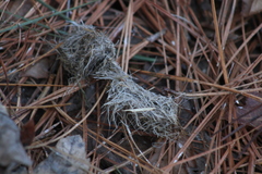 Haliaeetus leucocephalus