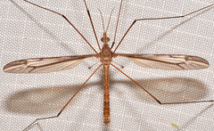 Tipula eluta