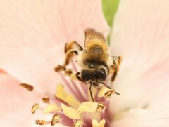 Andrena gravida