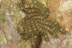 Lonomia obliqua
