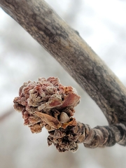 Aceria parapopuli