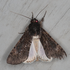 Ulotrichopus fatilega