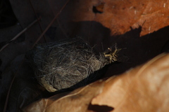 Haliaeetus leucocephalus