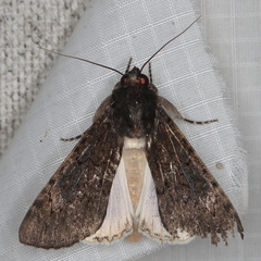Ulotrichopus fatilega
