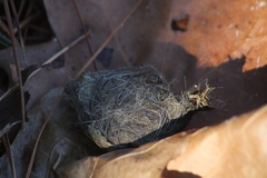 Haliaeetus leucocephalus
