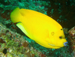 Apolemichthys trimaculatus
