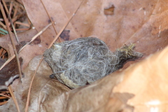 Haliaeetus leucocephalus