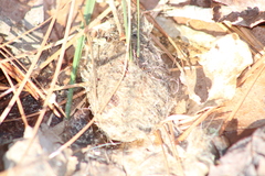 Haliaeetus leucocephalus