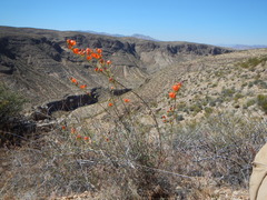 Sphaeralcea gierischii