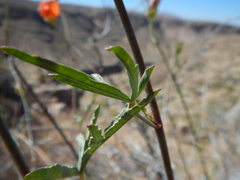 Sphaeralcea gierischii