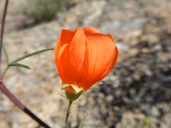 Sphaeralcea gierischii