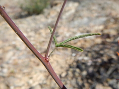 Sphaeralcea gierischii
