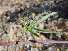 Sphaeralcea gierischii