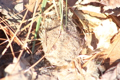 Haliaeetus leucocephalus