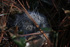 Haliaeetus leucocephalus