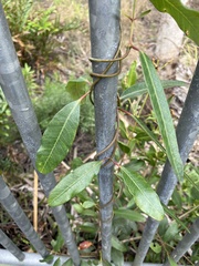Rhabdadenia biflora