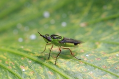 Hedriodiscus pulcher