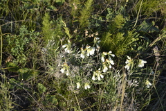 Onosma simplicissima
