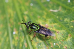 Hedriodiscus pulcher