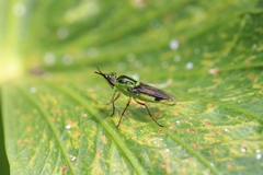 Hedriodiscus pulcher