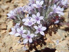 Langloisia setosissima