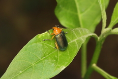 Metaxyonycha chloroptera