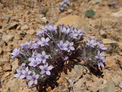 Langloisia setosissima
